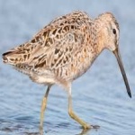 image of bird