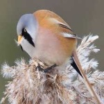 image of bird