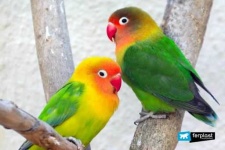image of lovebird