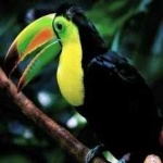 image of bird