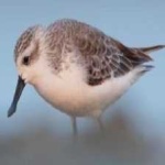 image of bird