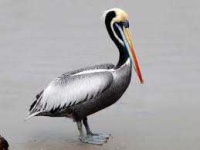 image of animal