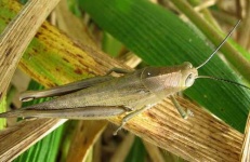 image of grasshopper