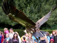 image of animal