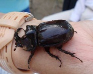 image of rhinoceros_beetle #19