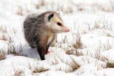 image of possum #51