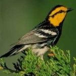 image of bird
