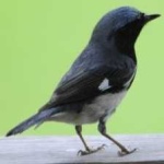 image of bird