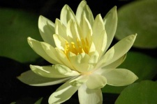 image of flower