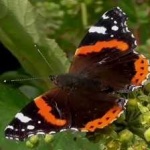image of animal