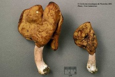 image of gyromitra