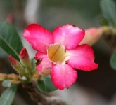 image of flower