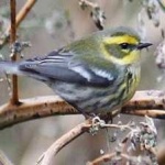 image of bird