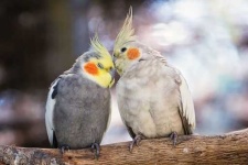 image of cockatiel