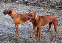 image of rhodesian_ridgeback