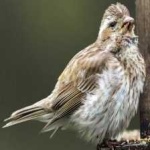 image of bird