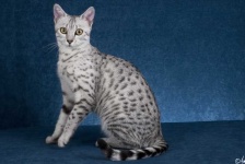 image of animal