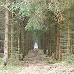 image of forest