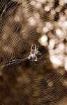 image of spider_web