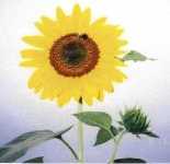 image of sunflower