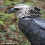 image of bird