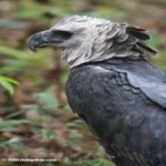 image of harpy_eagle #14