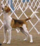 image of english_foxhound