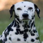 image of animal