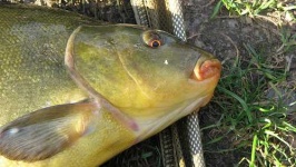 image of tench