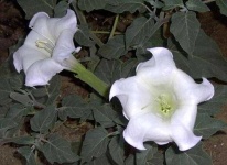 image of flower