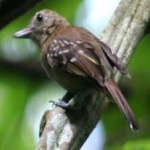 image of bird