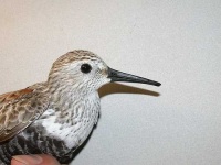 image of red_backed_sandpiper #22