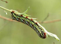 image of animal