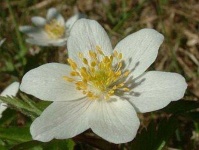 image of flower