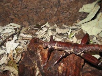 image of walking_stick