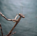 image of walking_stick