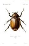 image of animal