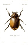 image of beetle #54