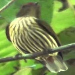 image of bird