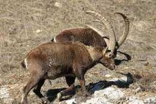 image of ibex