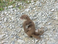 image of weasel