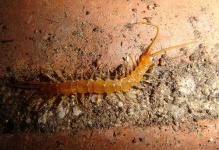 image of centipede