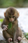 image of monkey #29