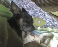image of miniature_pinscher