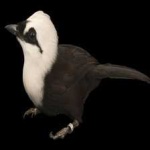 image of bird