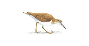 image of sandpiper #35