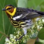 image of bird