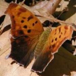 image of animal