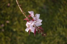 image of flower