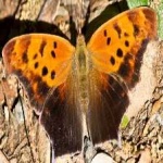 image of animal